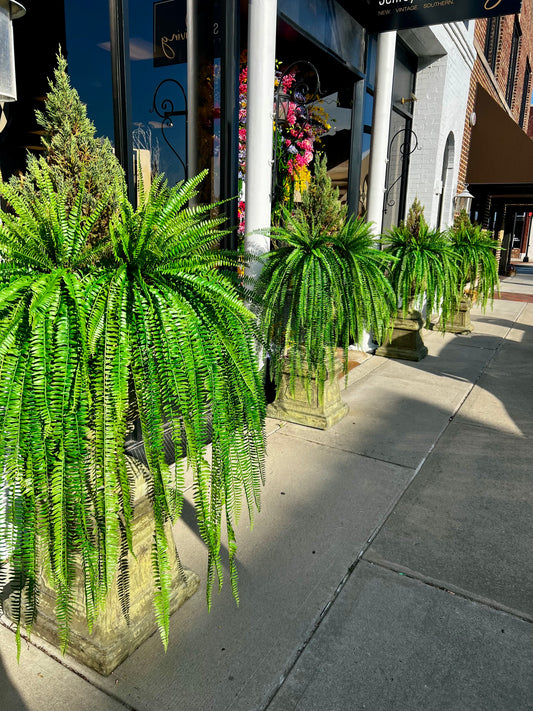 36 Inch UV Protected Boston Fern Bush
