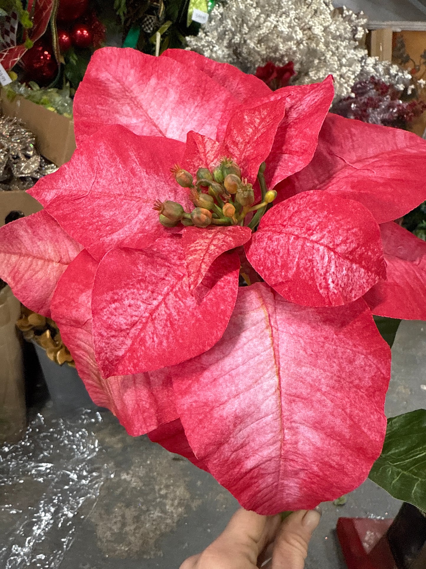 24” Peach/Red Poinsettia