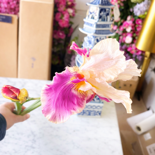 Peach/Fuchsia Bearded Iris Stem