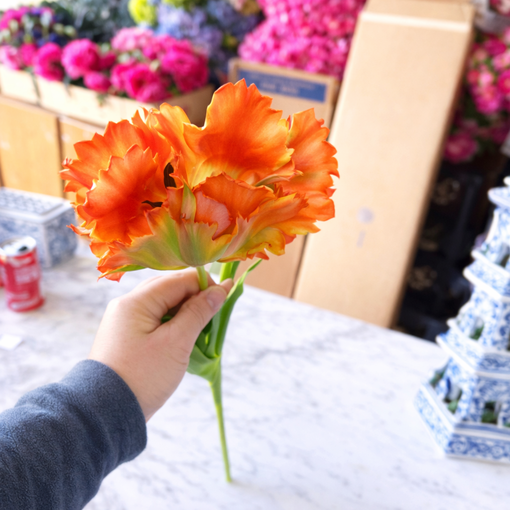Orange/Green Parrot Tulip Short