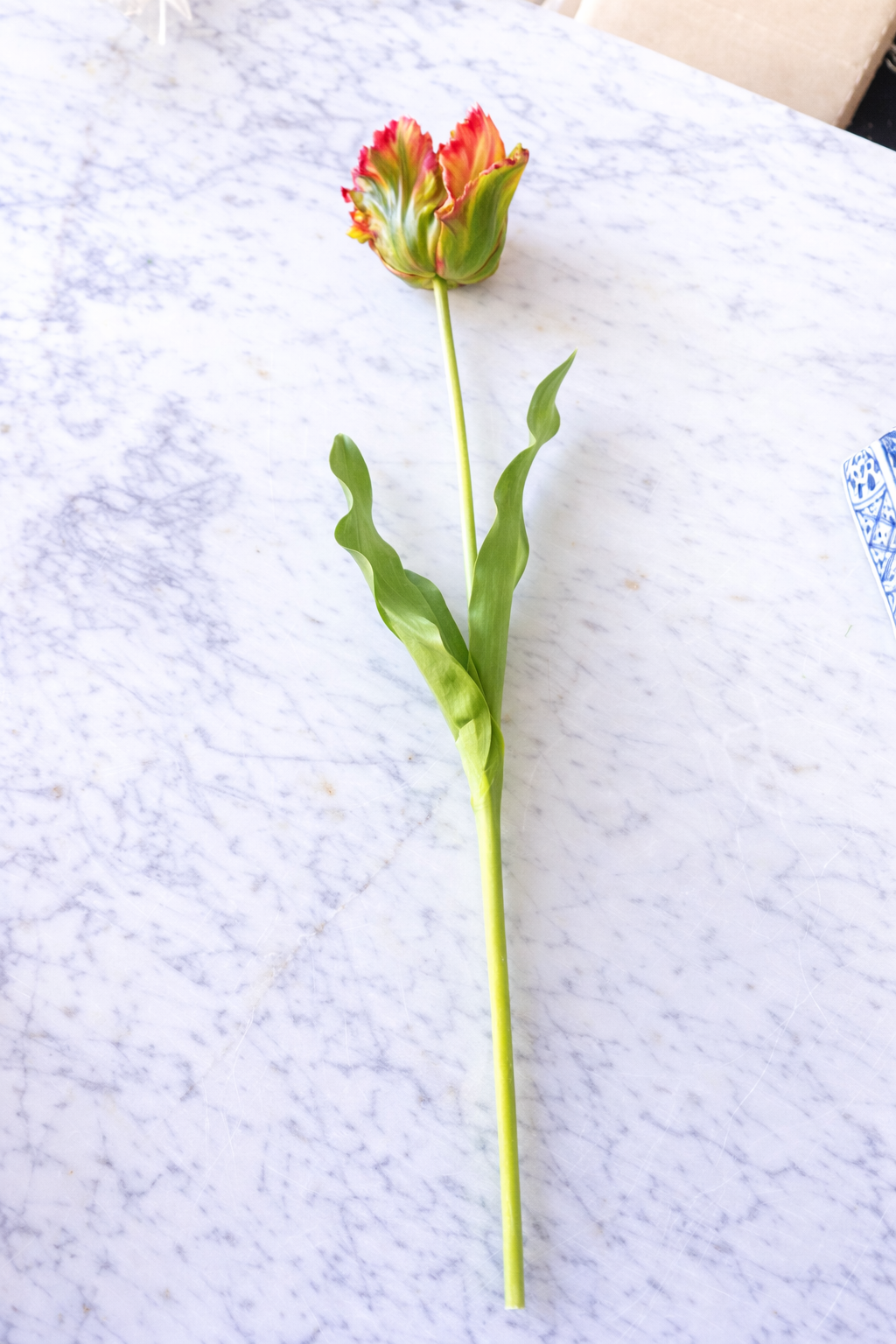 Orange/Green Parrot Tulip Short