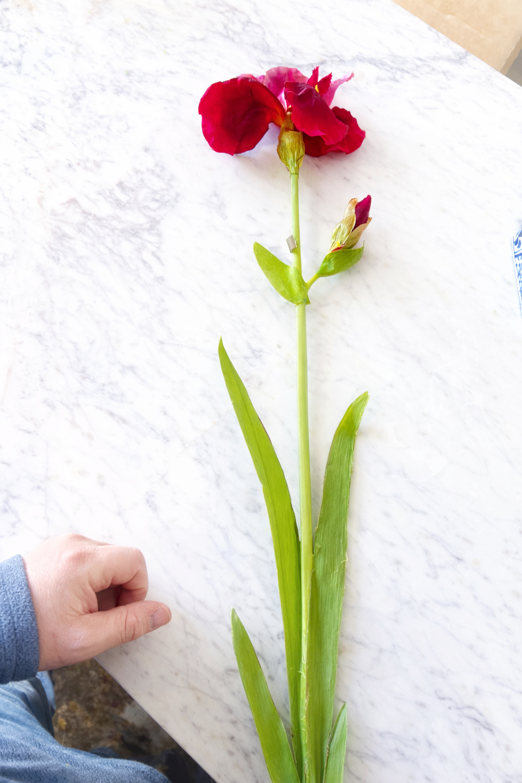 Orchid Red Bearded Iris