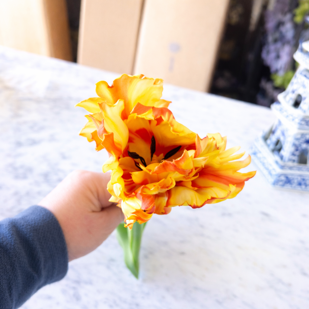 Red/Yellow Parrot Tulip