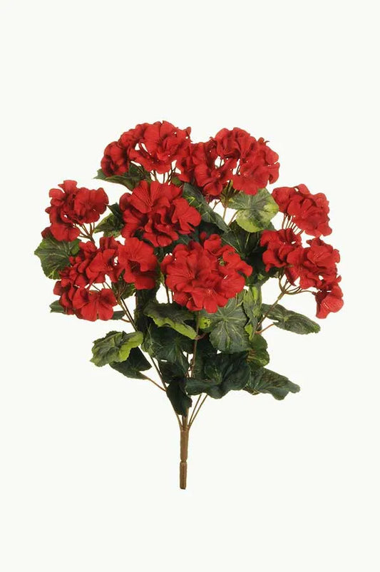 Red Summer Geranium Bush Short Stem