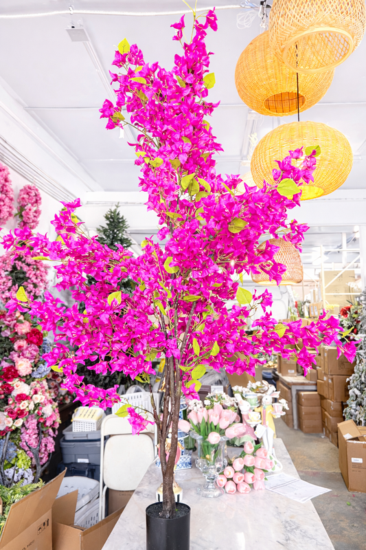6 foot Bougainvillea tree