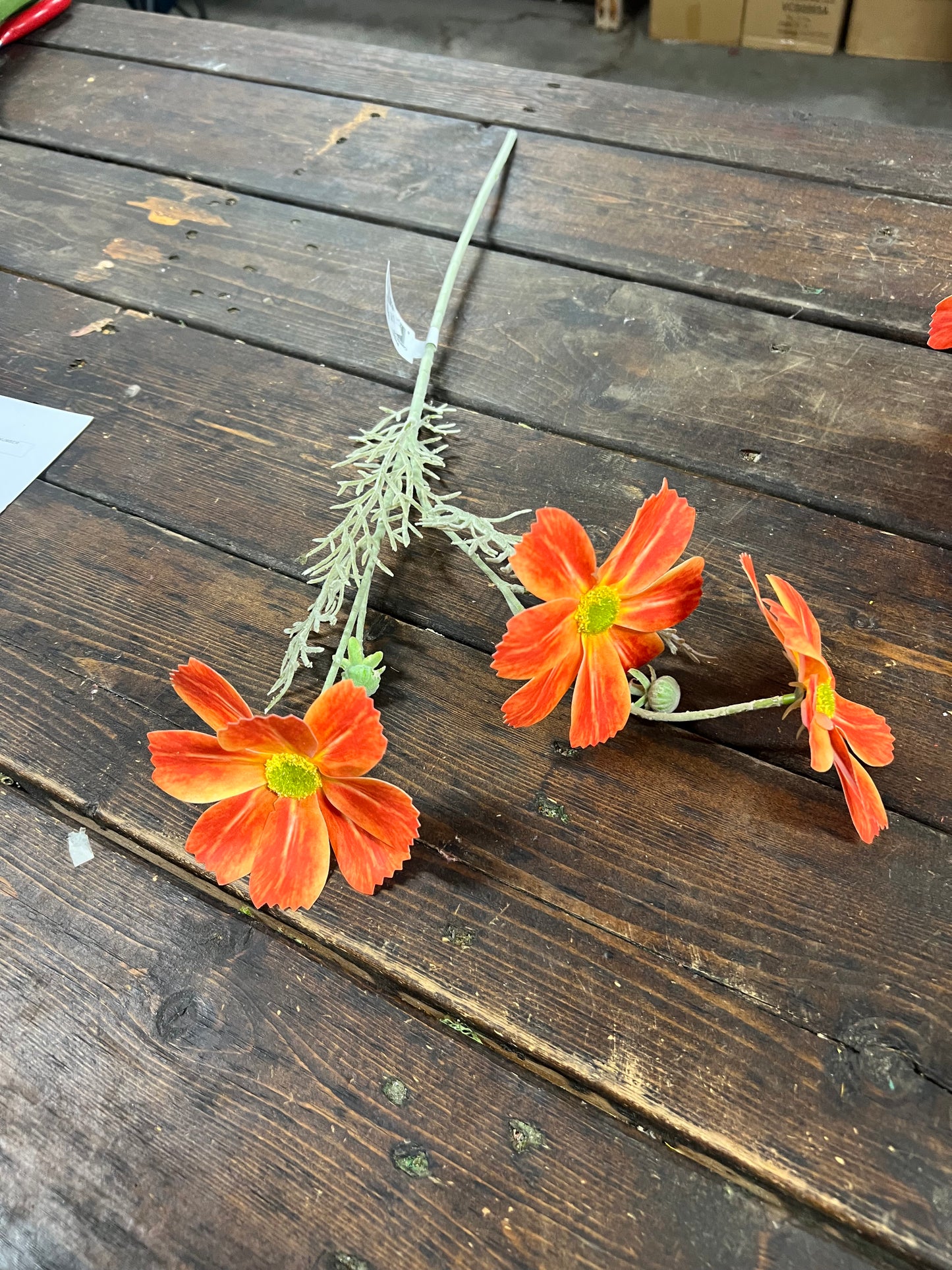 Cosmos Orange