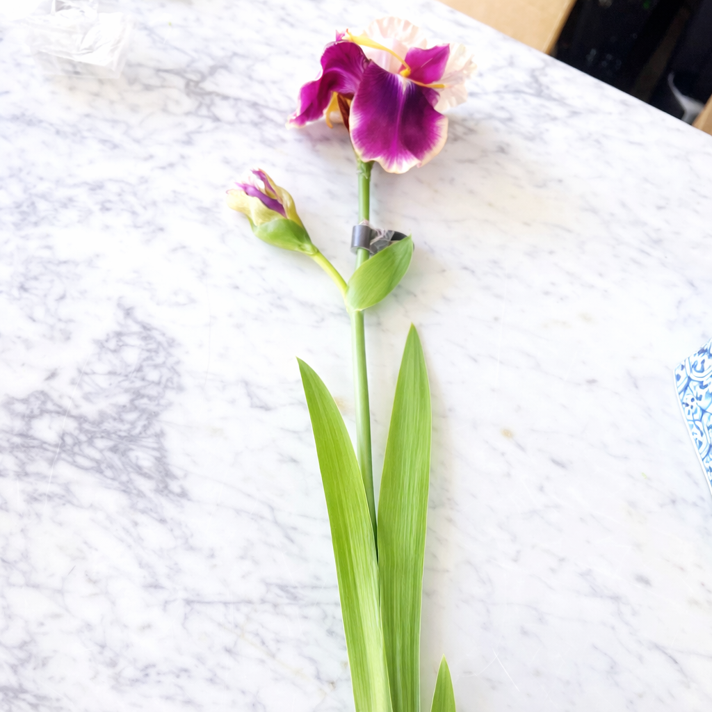 Peach/Fuchsia Bearded Iris Stem