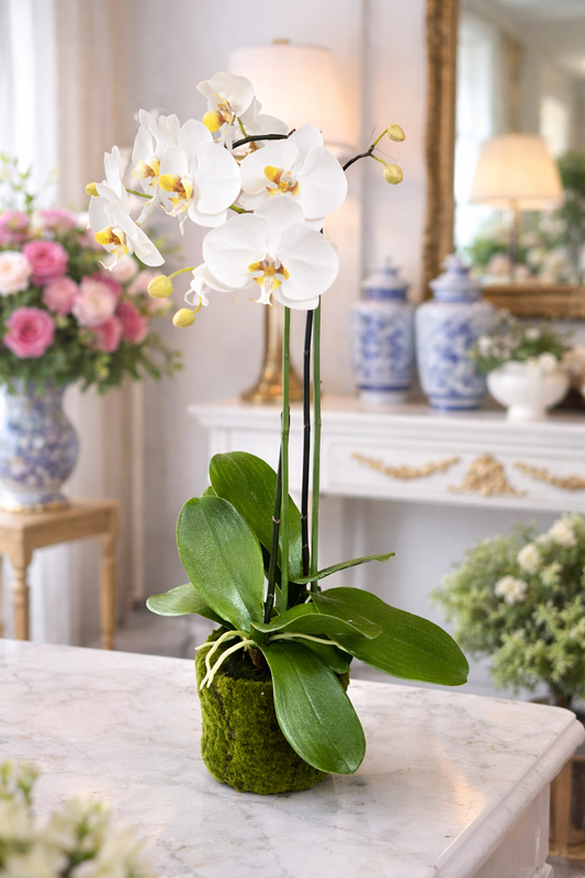 Faux White Phalaenopsis Orchid pop in
