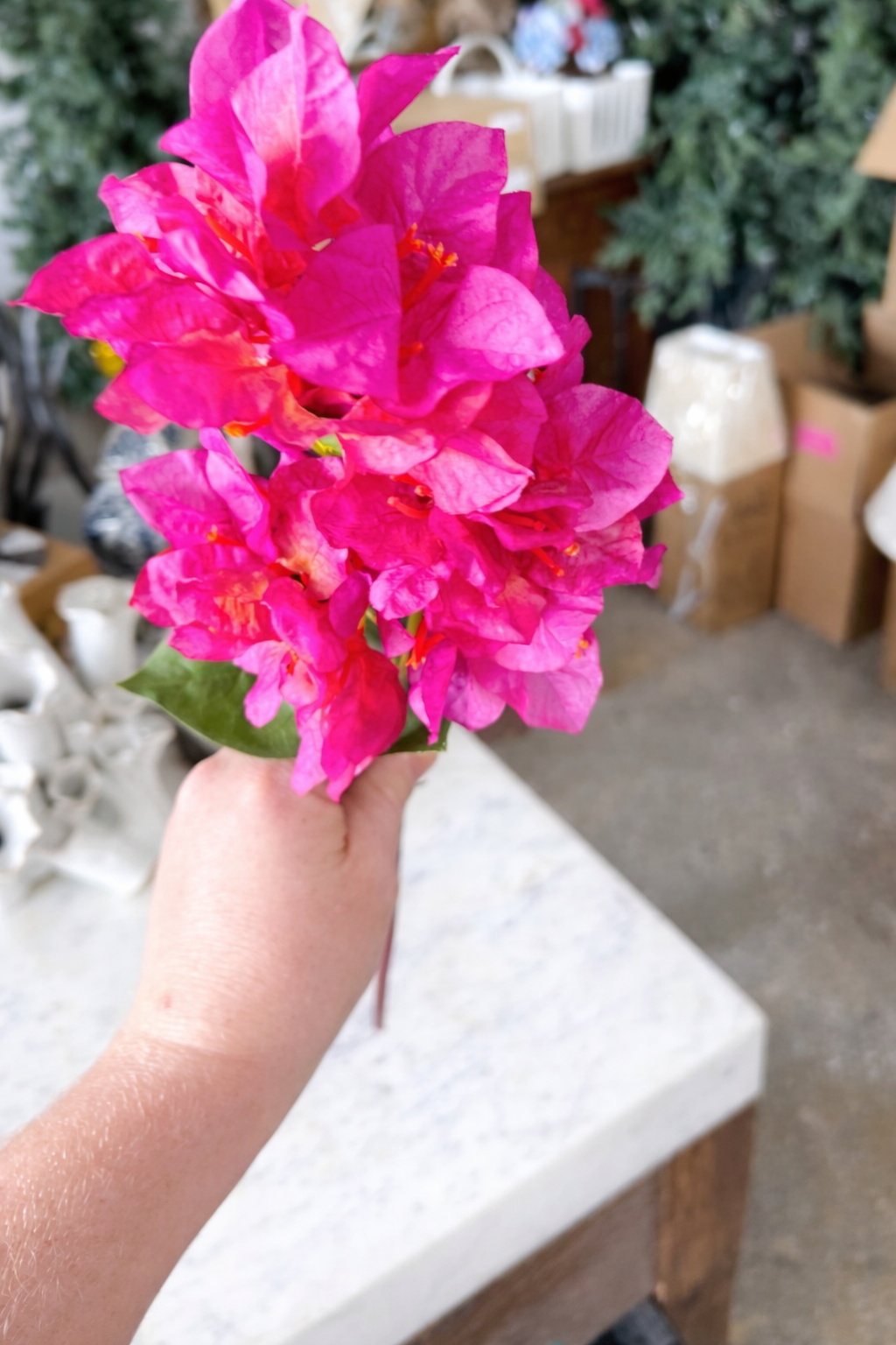 Bougainvillea Stem