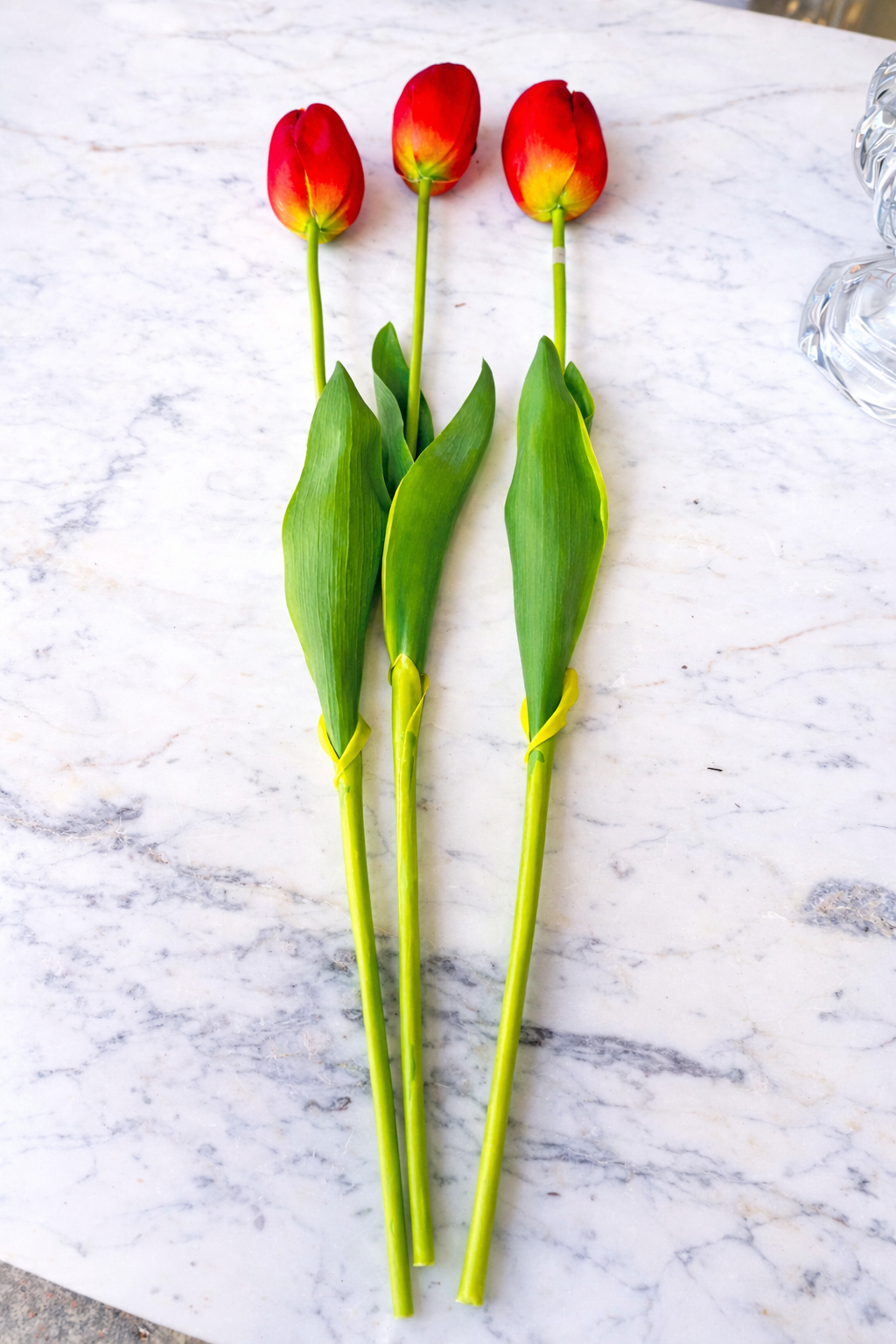 Just Cutt Holland Tulip bundle of 3