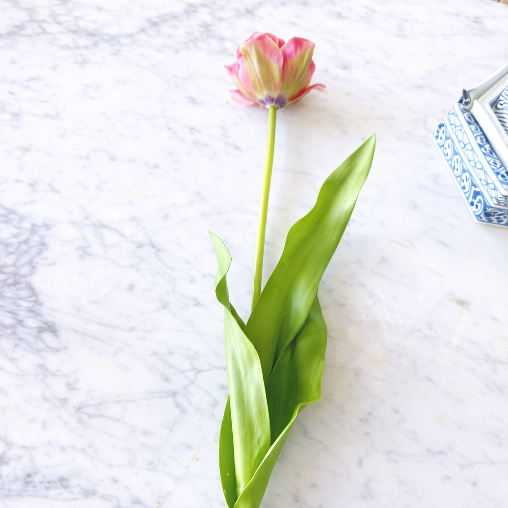 Garden Tulip