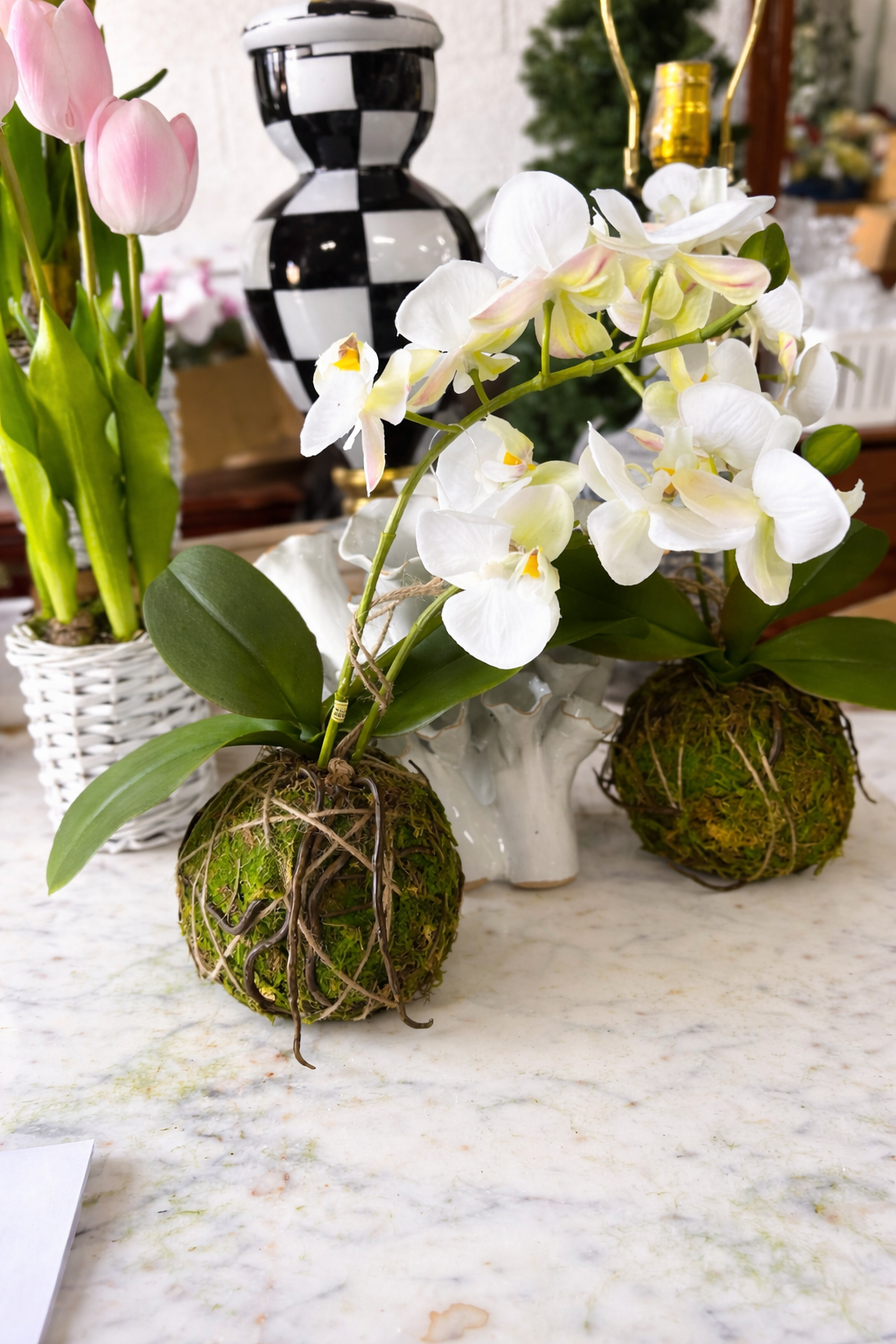 Real Touch White Orchid with Moss Ball