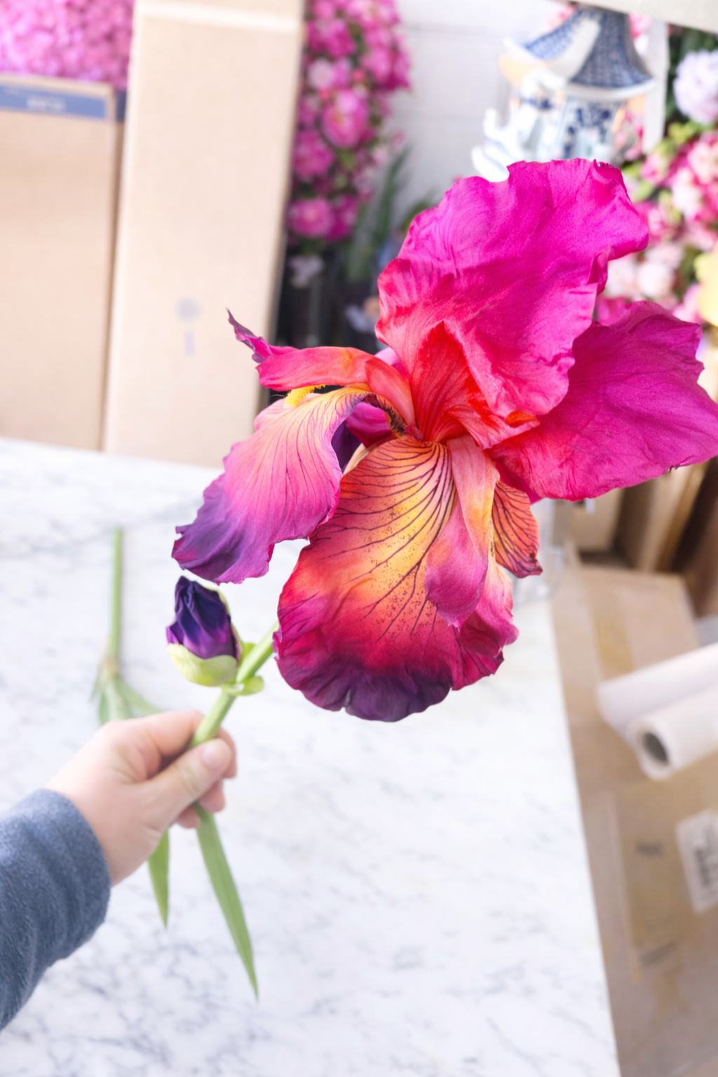 Fuchsia/Burgundy Bearded Iris