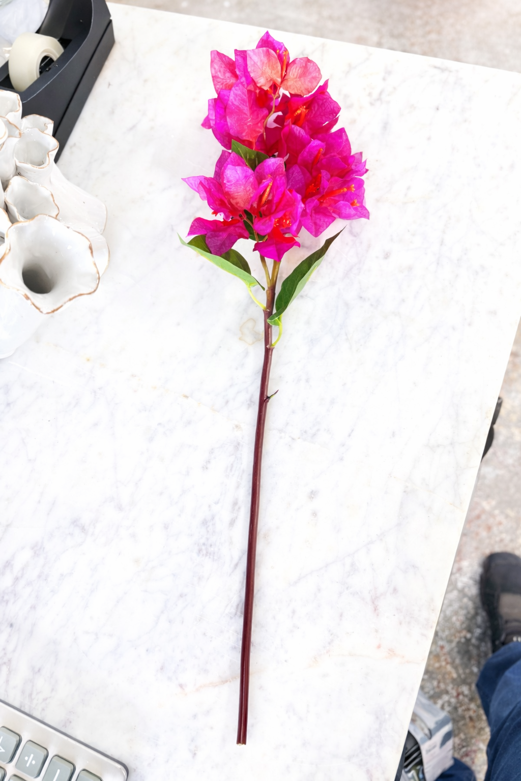Bougainvillea Stem