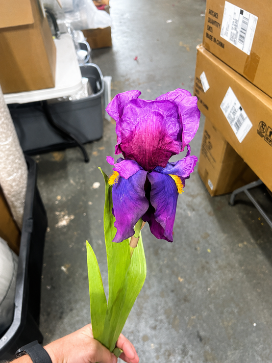 Purple Bearded Iris Stem