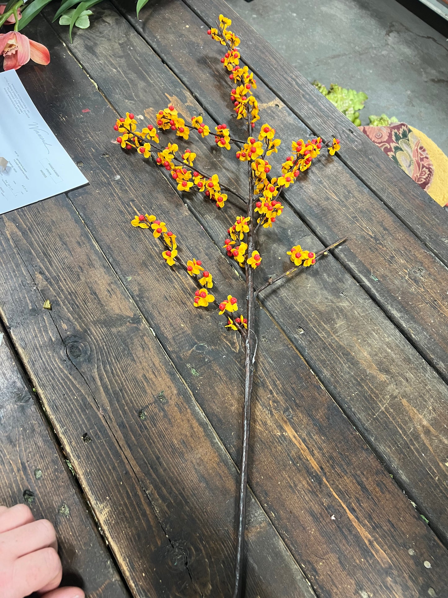 Bittersweet Stem