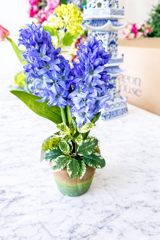 Hyacinth in Cement Pot