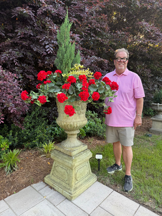 Red Summer Geranium Bush Drapping