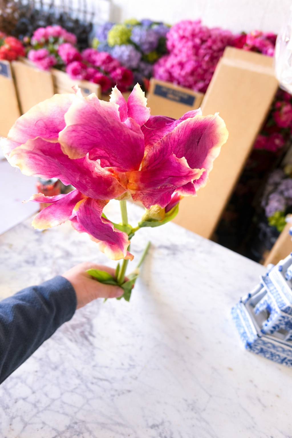 Mauve/burgundy Bearded Iris
