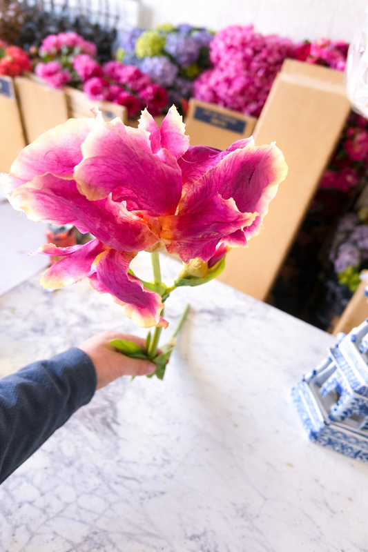 Mauve/burgundy Bearded Iris