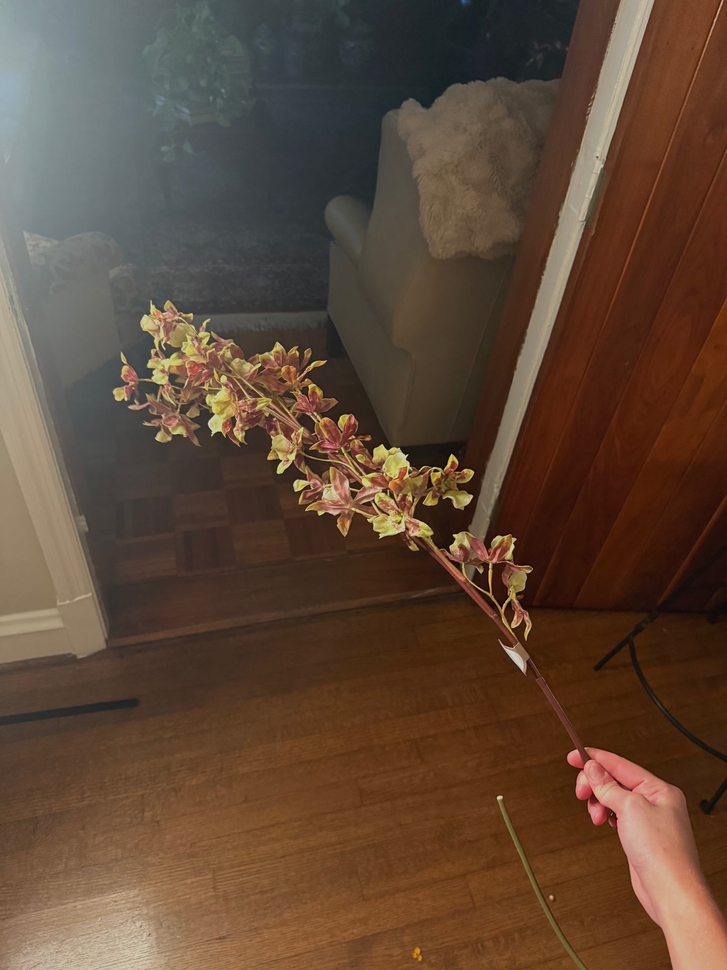 Dancing Orchid Stems