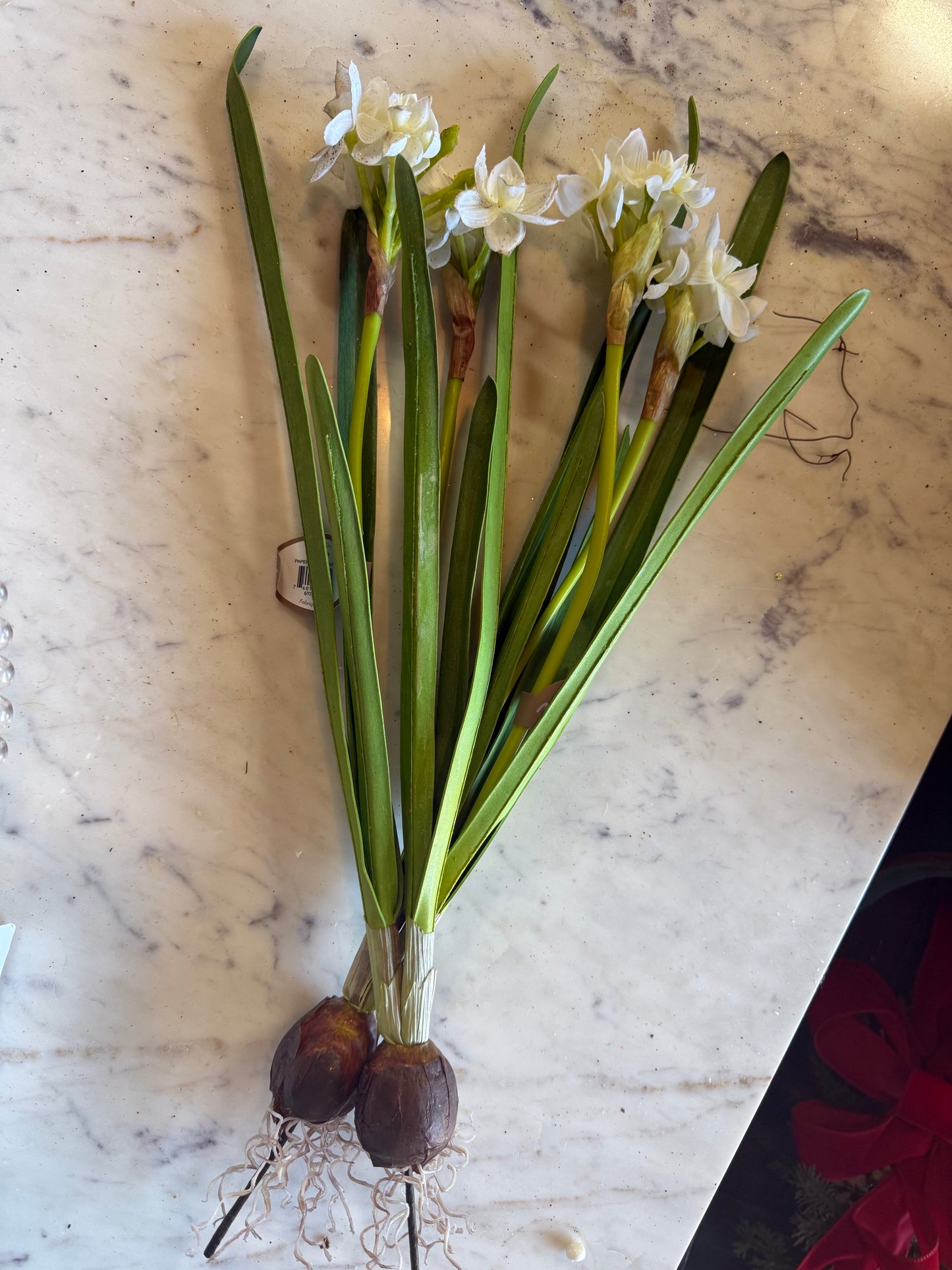 20” Paper White w/ Bulb (2 blooms)