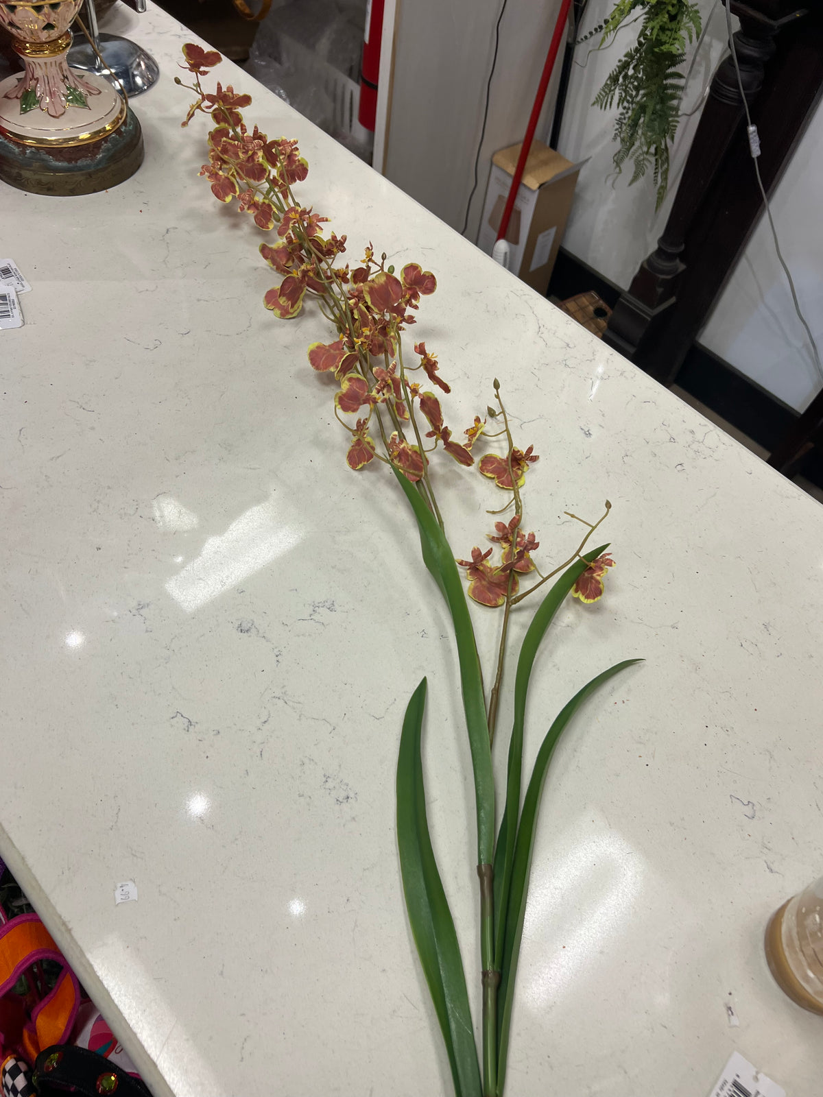 Chocolate and Green Dancing Lady Orchid Stem