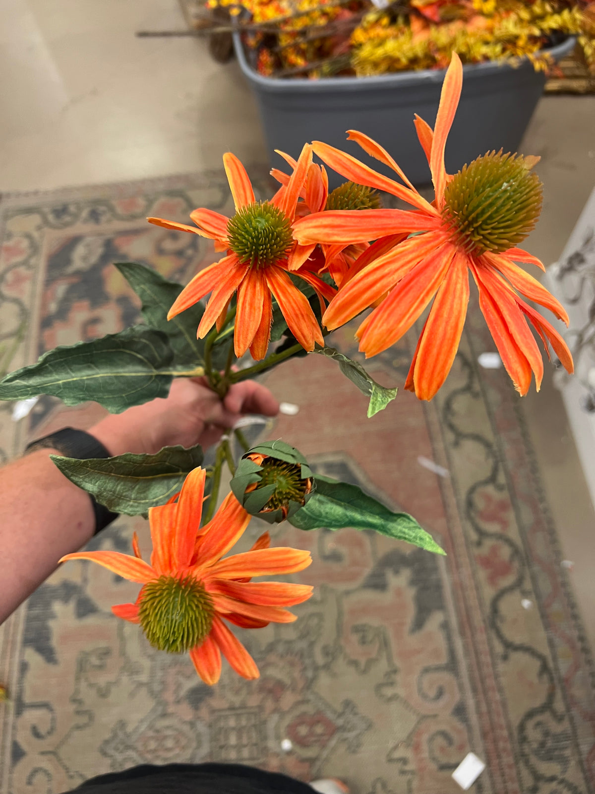 Orange Coneflower stem