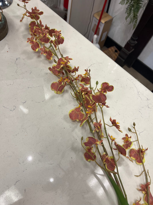 Chocolate and Green Dancing Lady Orchid Stem